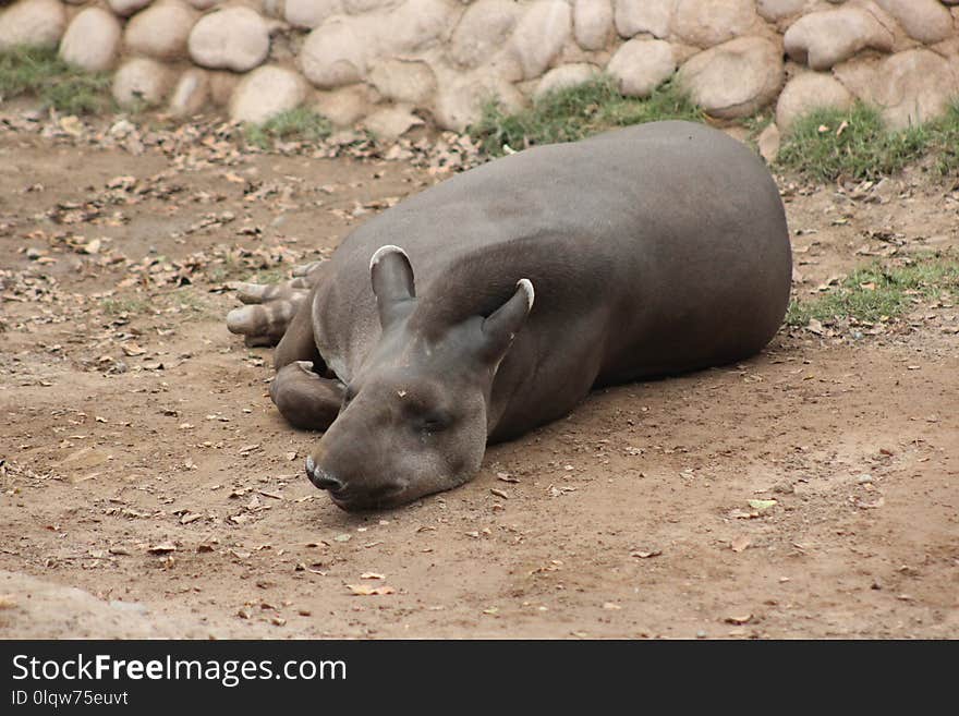 Fauna, Terrestrial Animal, Wildlife, Snout