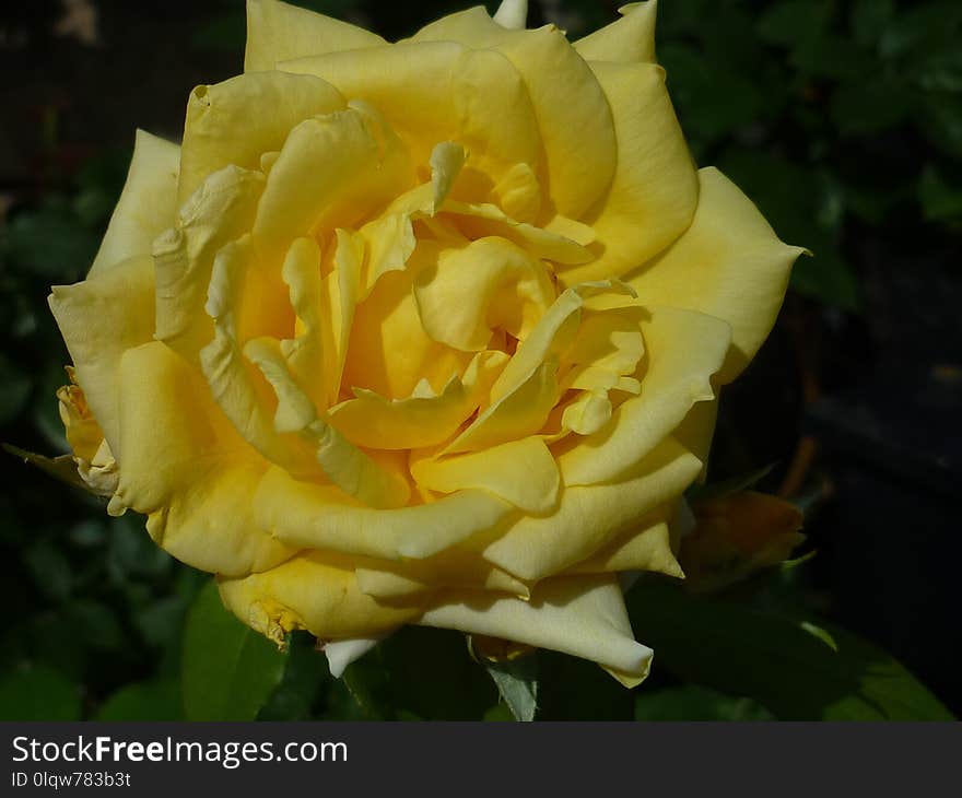 Rose, Flower, Rose Family, Yellow