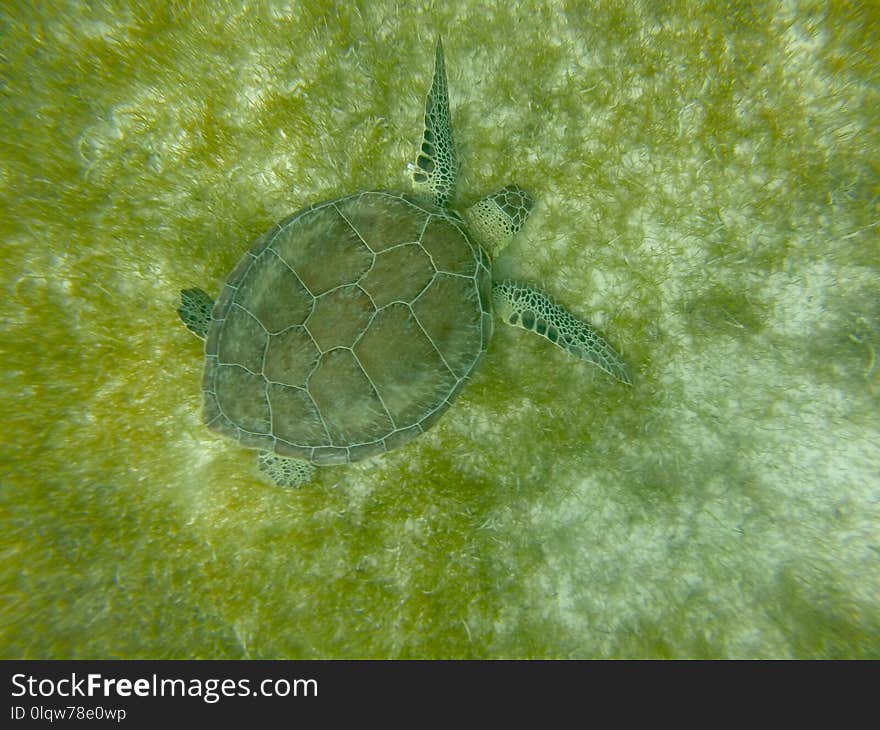 Sea Turtle, Turtle, Green, Fauna
