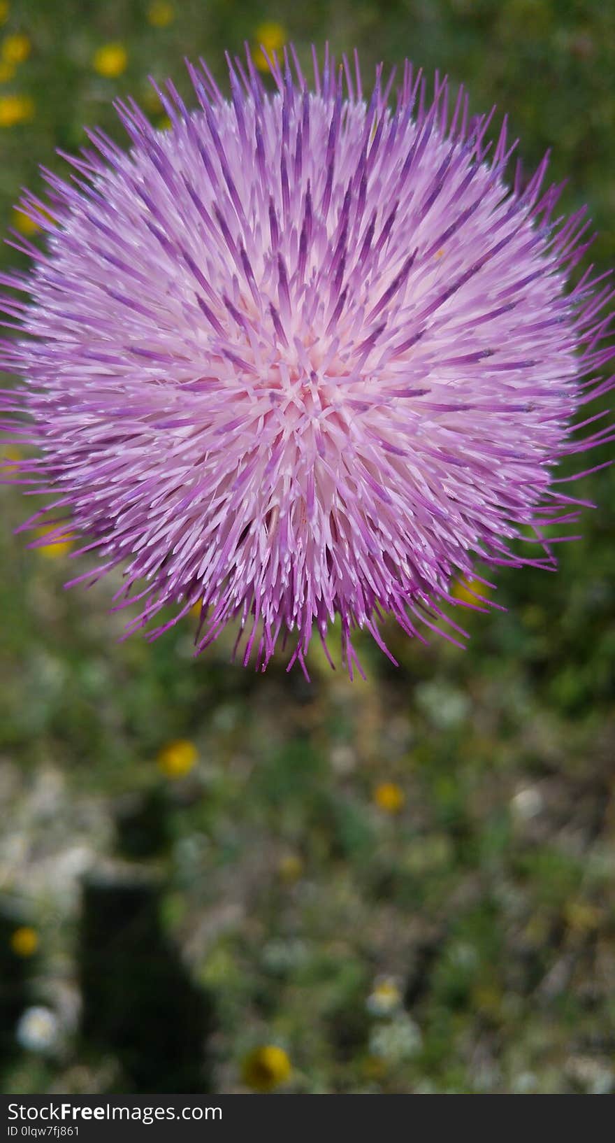 Thistle, Silybum, Plant, Cynara