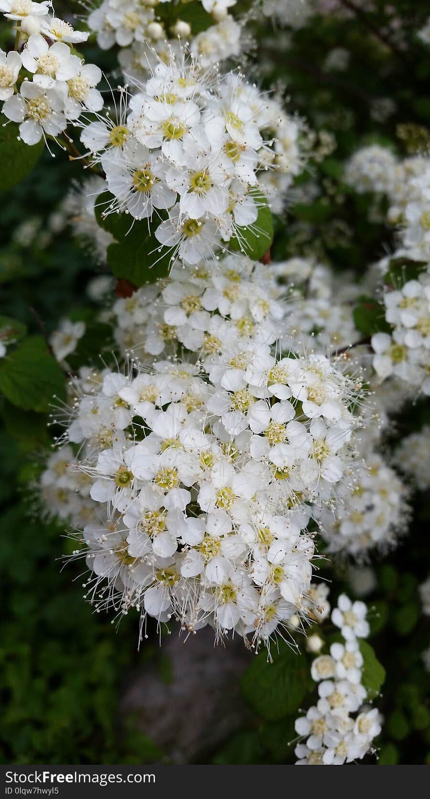 Plant, Flower, Spring, Flora