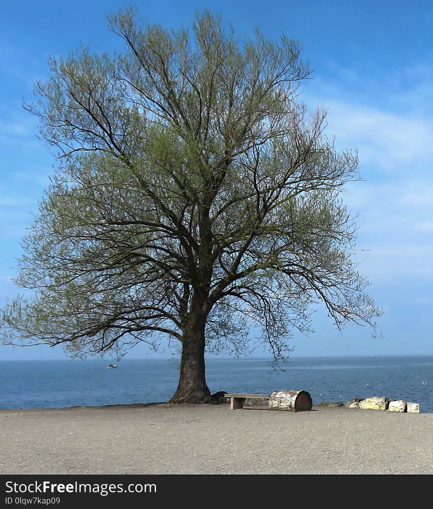 Tree, Woody Plant, Sky, Branch