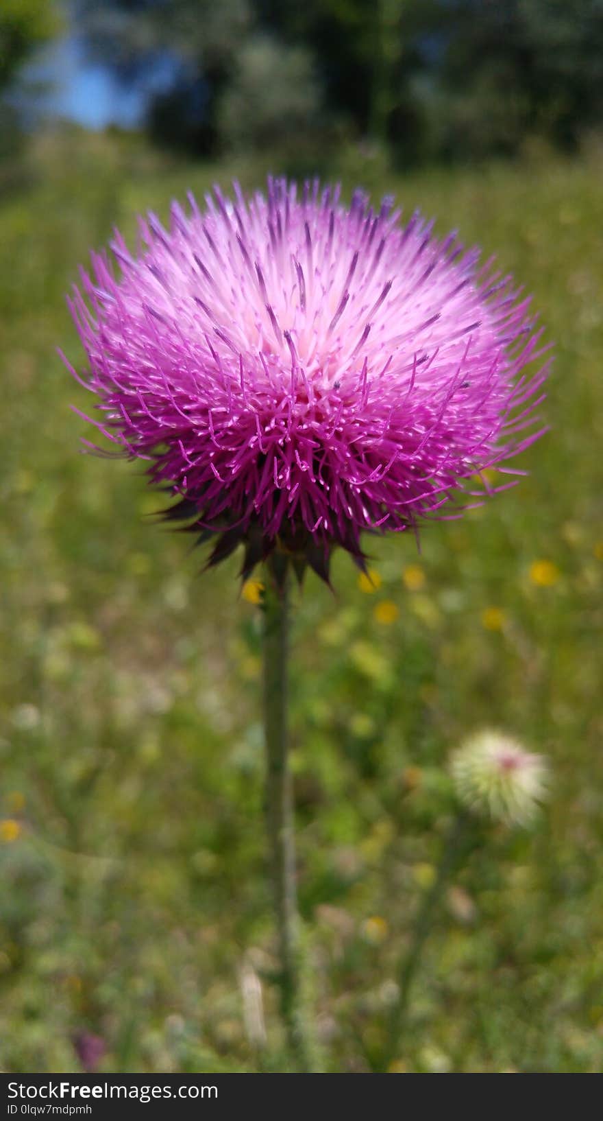 Silybum, Thistle, Plant, Noxious Weed