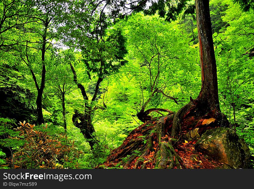 Vegetation, Nature, Ecosystem, Forest