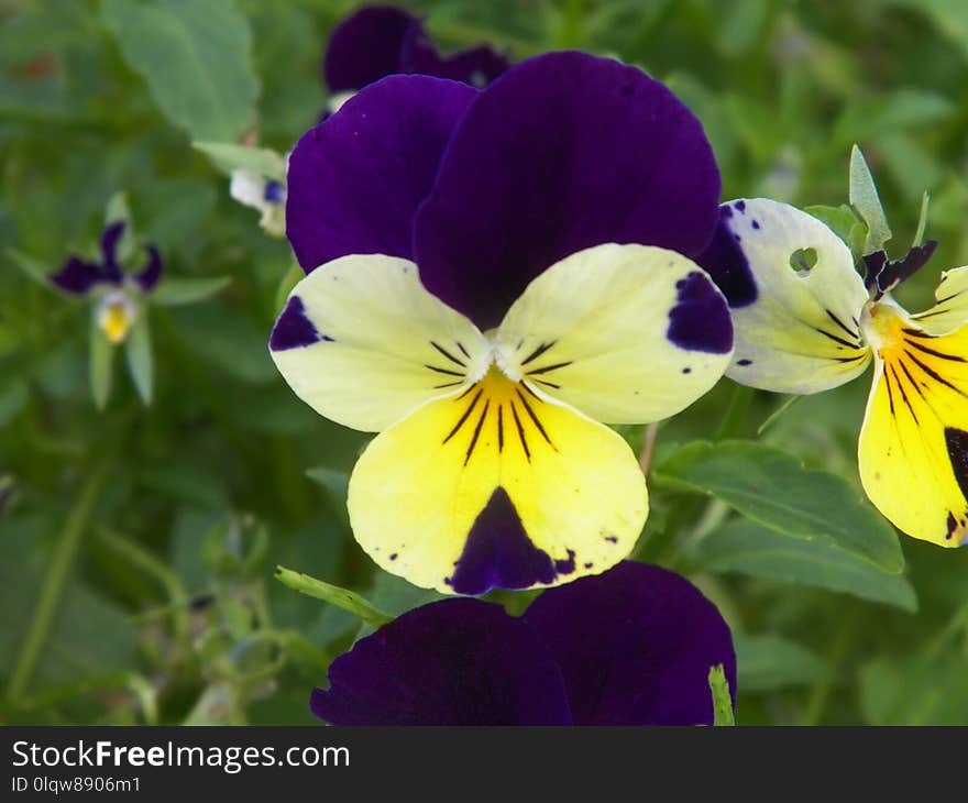 Flower, Plant, Flowering Plant, Flora