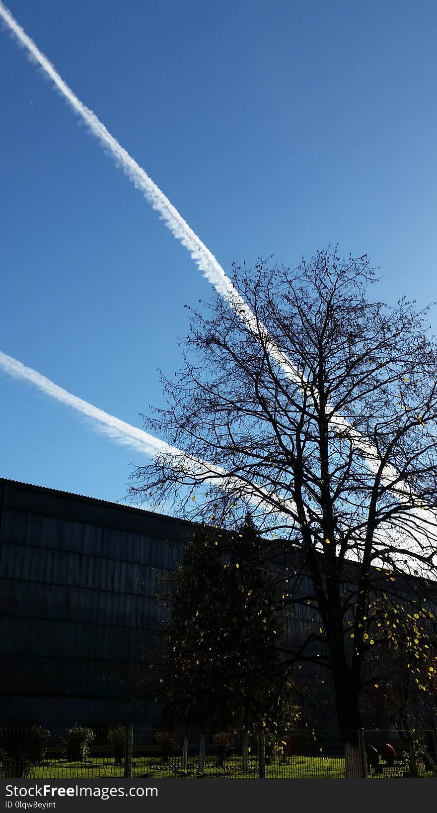 Sky, Cloud, Tree, Daytime