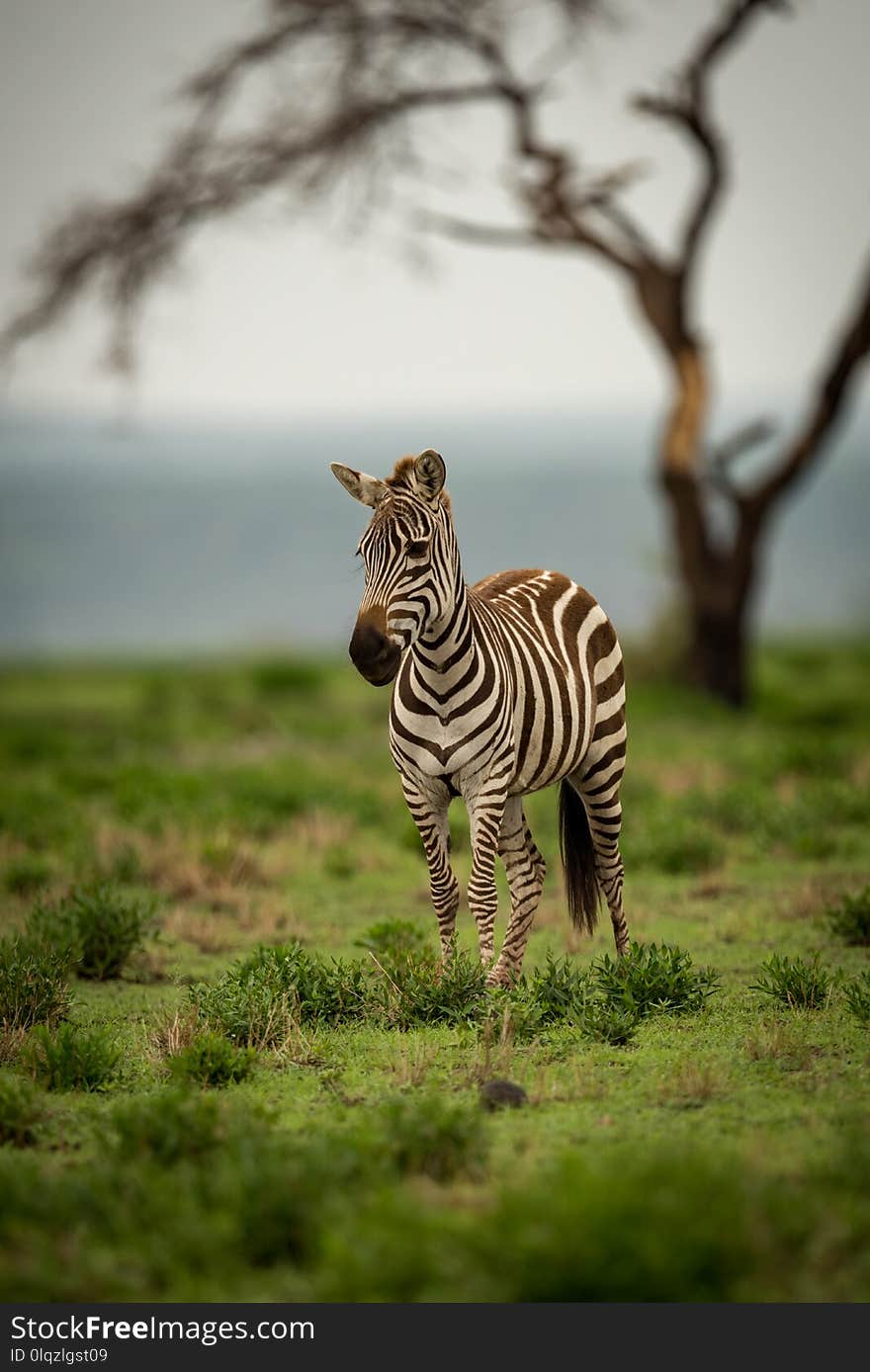 Zebra standing on grassy plain by tree