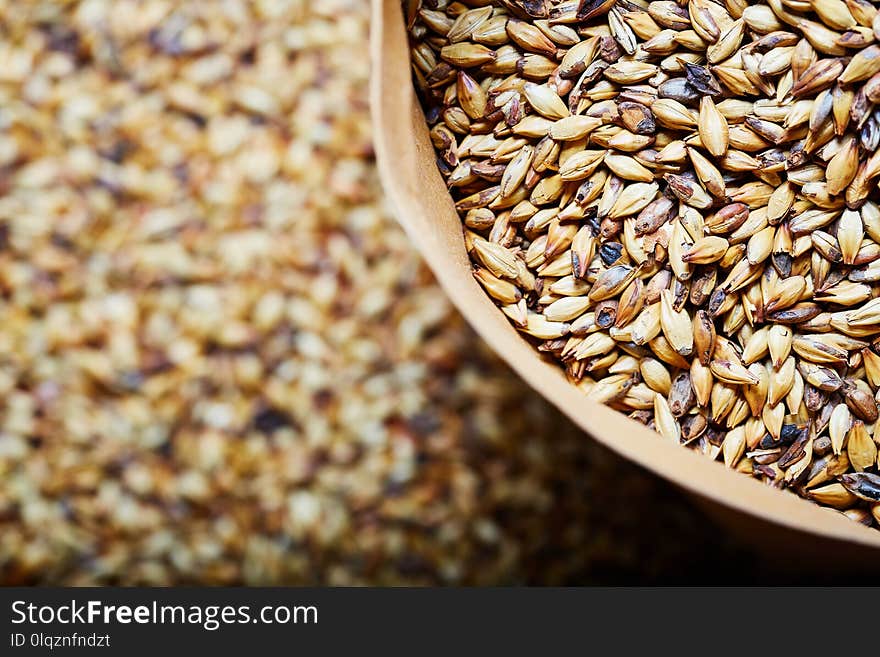 Light barley malt grains for beer production. Barley malt - Castel Malting of the type.