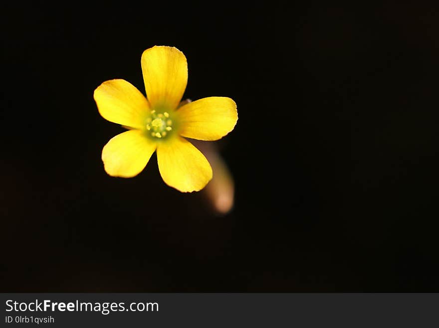 Wild little yellow flower in sunny day in summer on black background