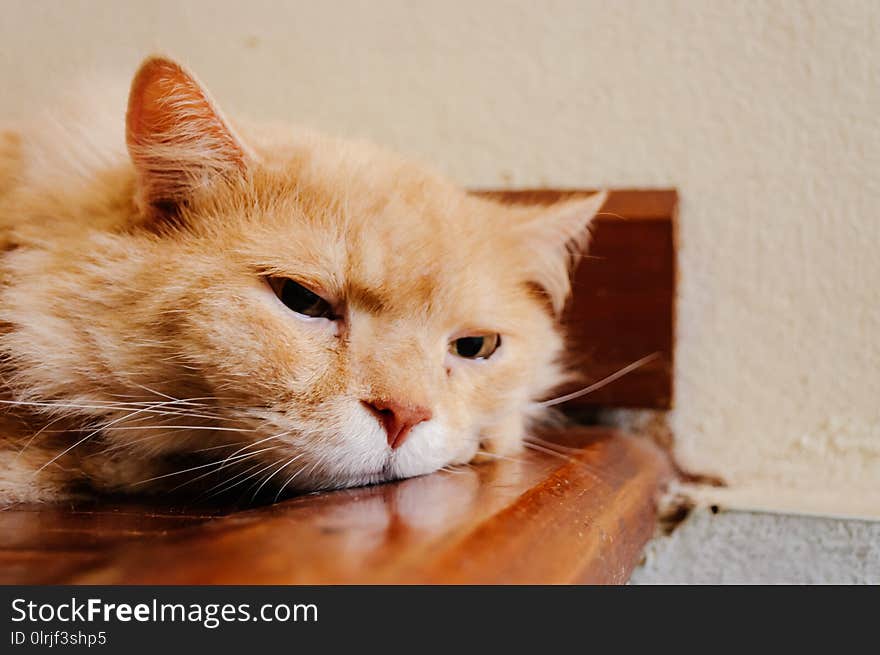 Old and orange cat is looking something before he going to sleep in the evening