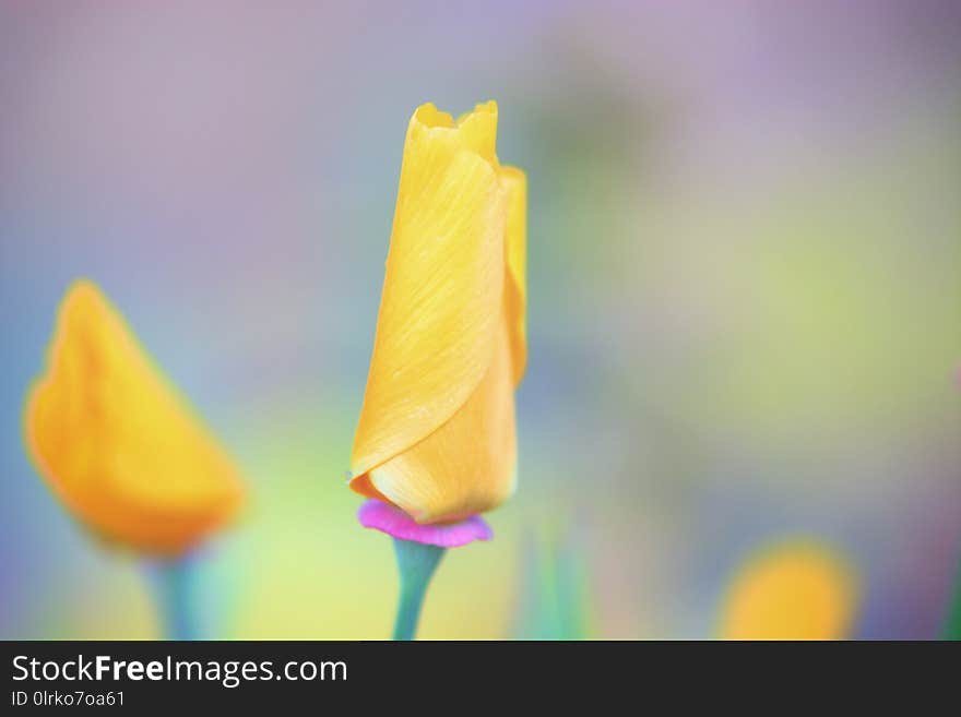 Yellow meadow flowers