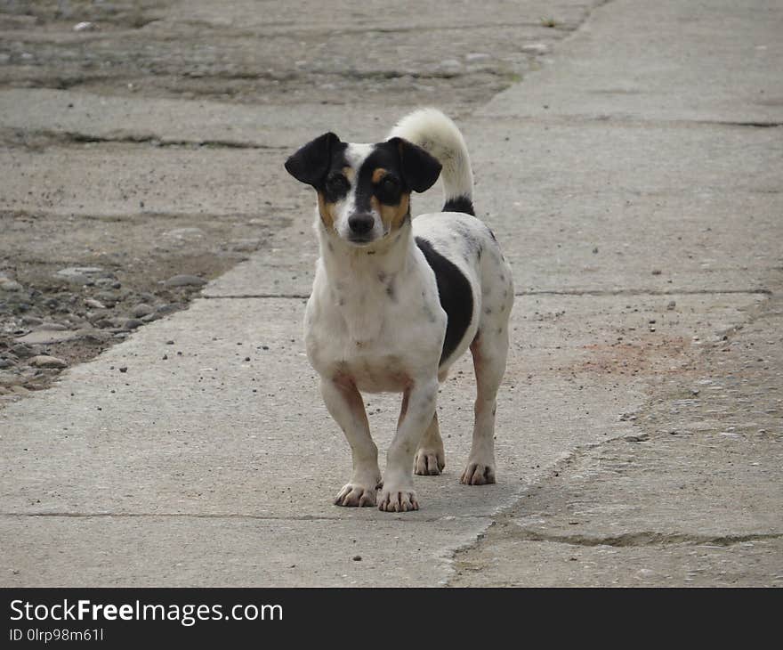 Dog, Dog Like Mammal, Dog Breed, Street Dog