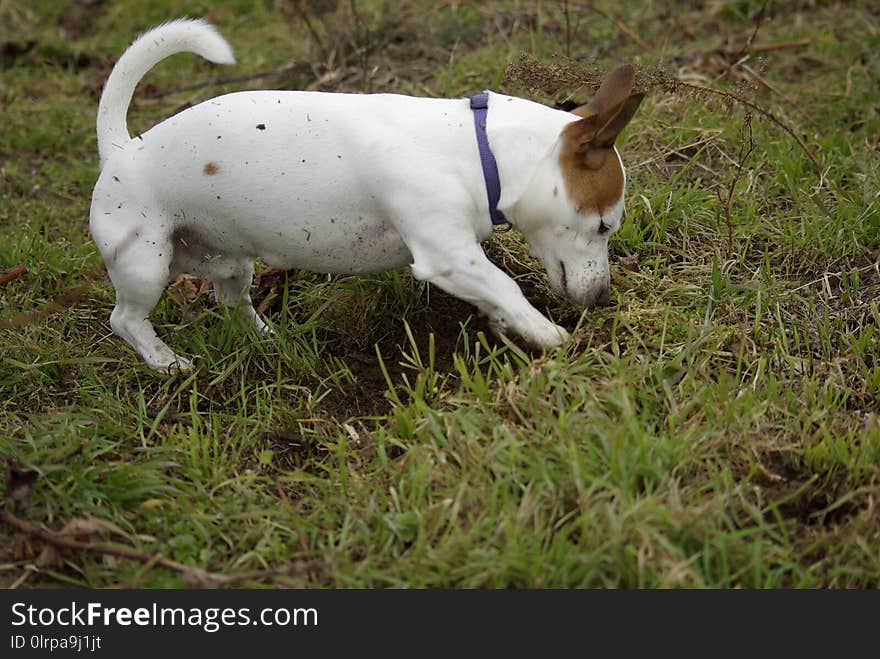 Dog Breed, Jack Russell Terrier, Russell Terrier, Dog Like Mammal