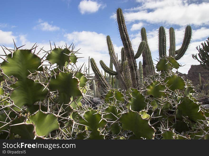 Plant, Vegetation, Cactus, Ecosystem