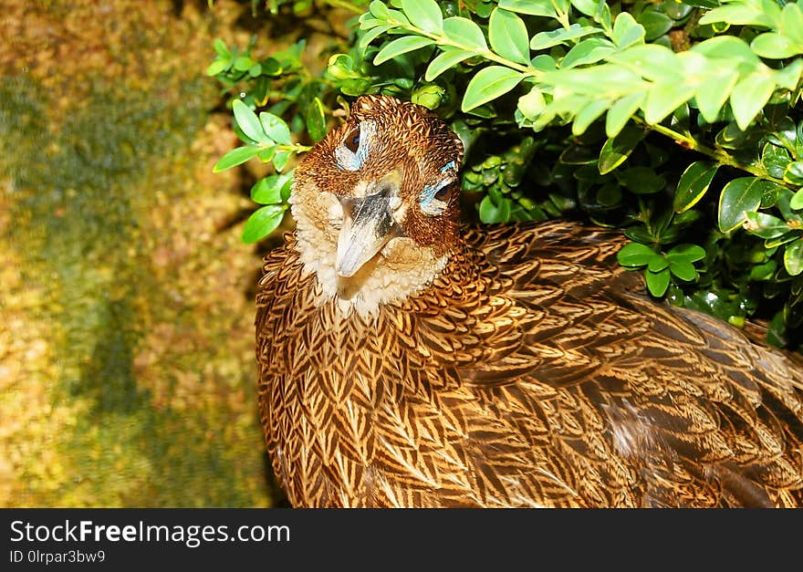 Fauna, Bird, Beak, Wildlife