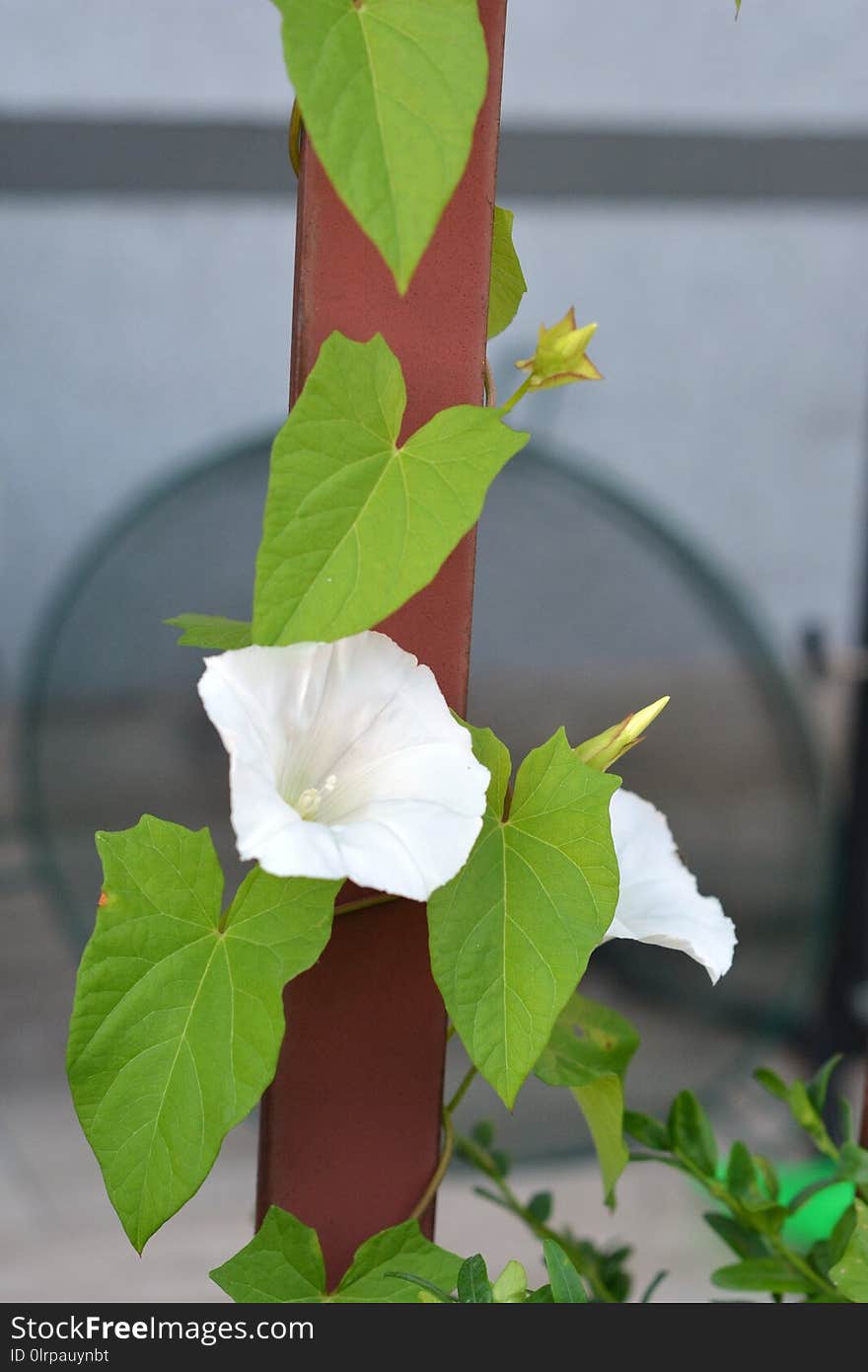 Flower, Plant, Flora, Datura