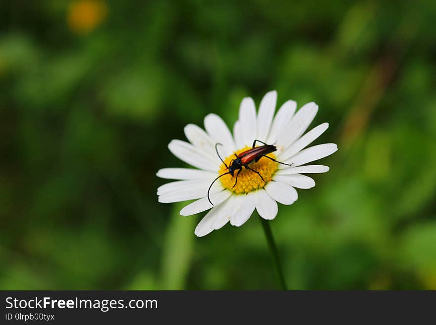 Flower, Oxeye Daisy, Nectar, Flora