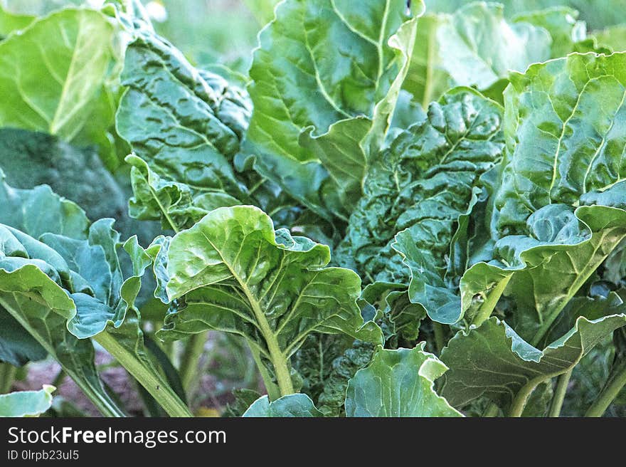 Leaf Vegetable, Chard, Leaf, Vegetable