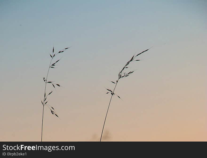 Sky, Branch, Bird Migration, Grass