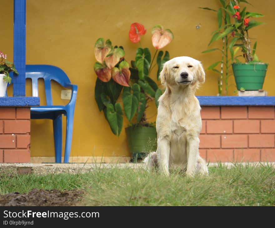 Dog, Dog Like Mammal, Dog Breed, Retriever