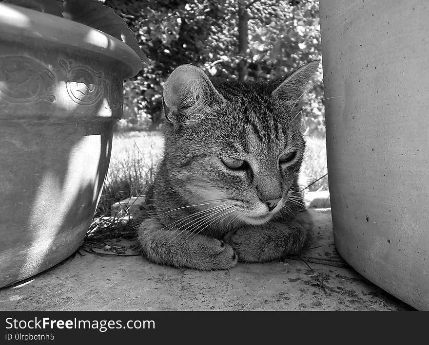 Cat, Black And White, Whiskers, Mammal