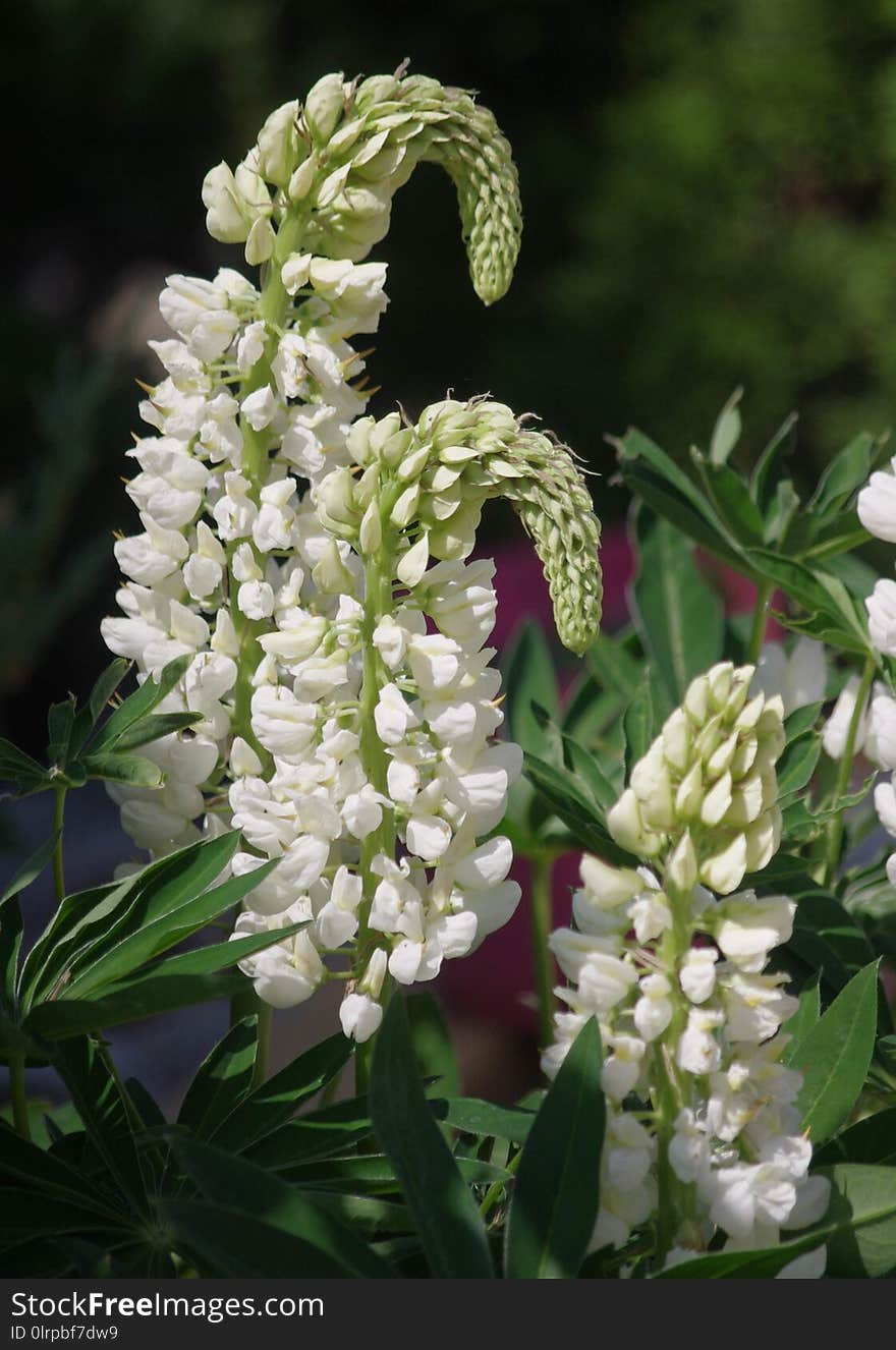 Plant, Flower, Flowering Plant, Lupin