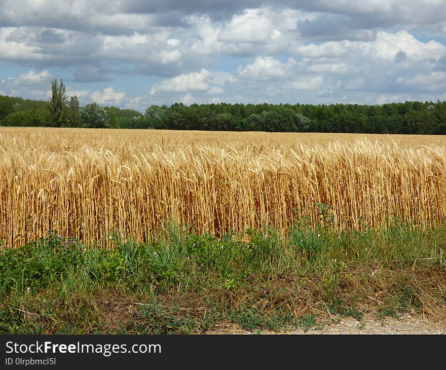 Crop, Field, Grass Family, Agriculture