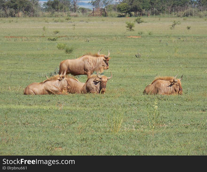 Wildlife, Grassland, Ecosystem, Savanna