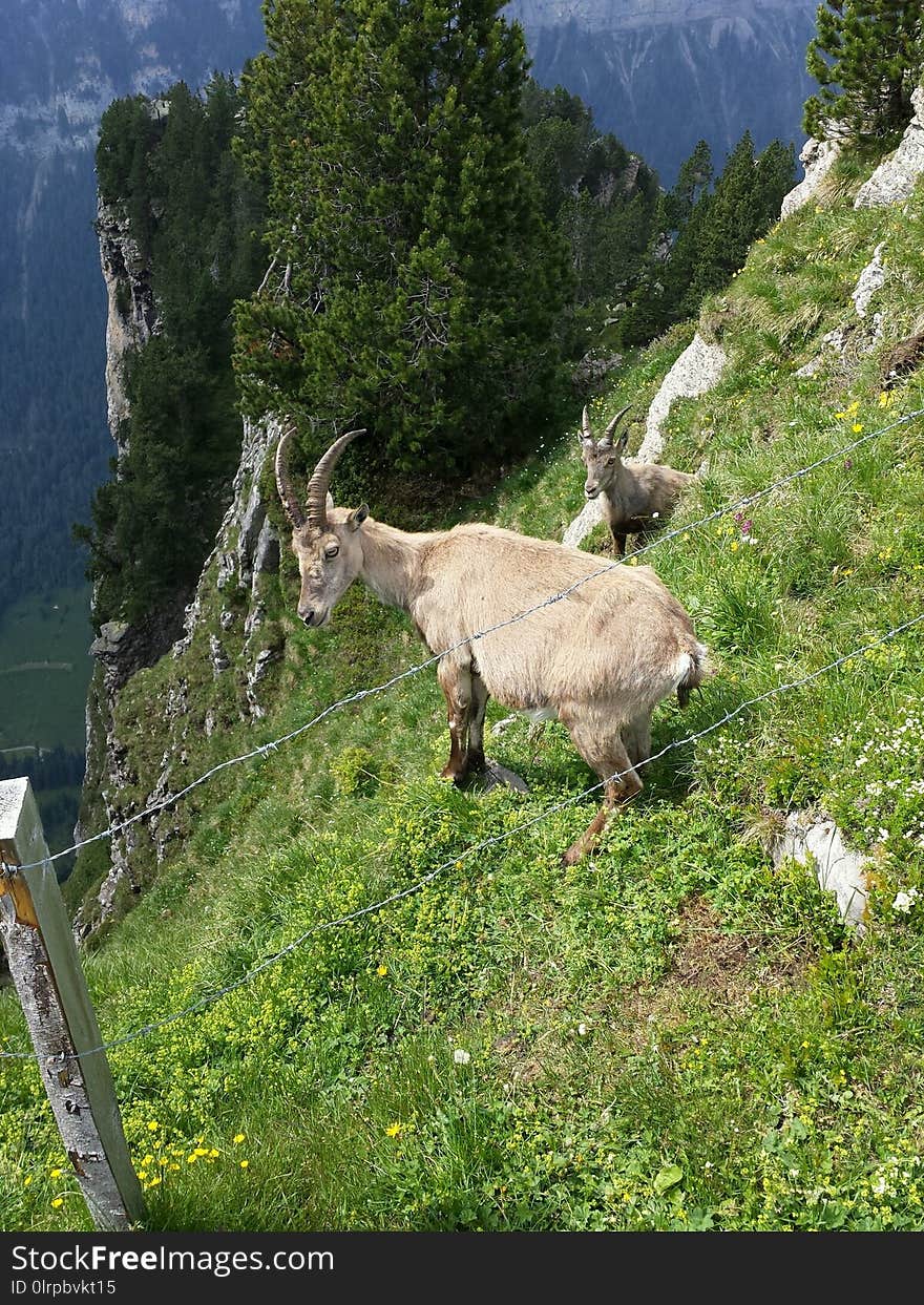 Goats, Fauna, Nature Reserve, National Park