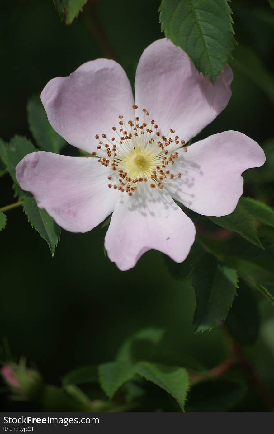 Flower, Rosa Canina, Rose Family, Rose