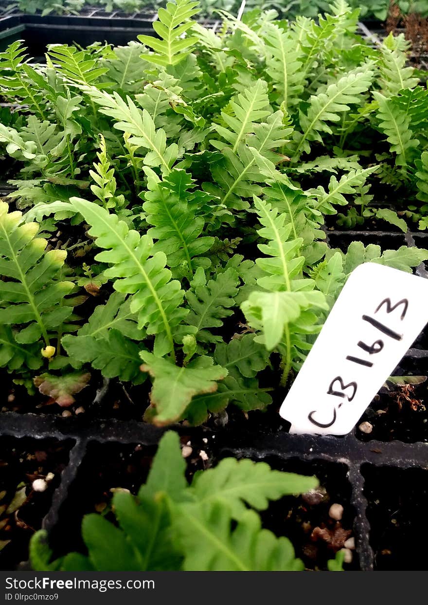 Plant, Leaf, Ferns And Horsetails, Fern