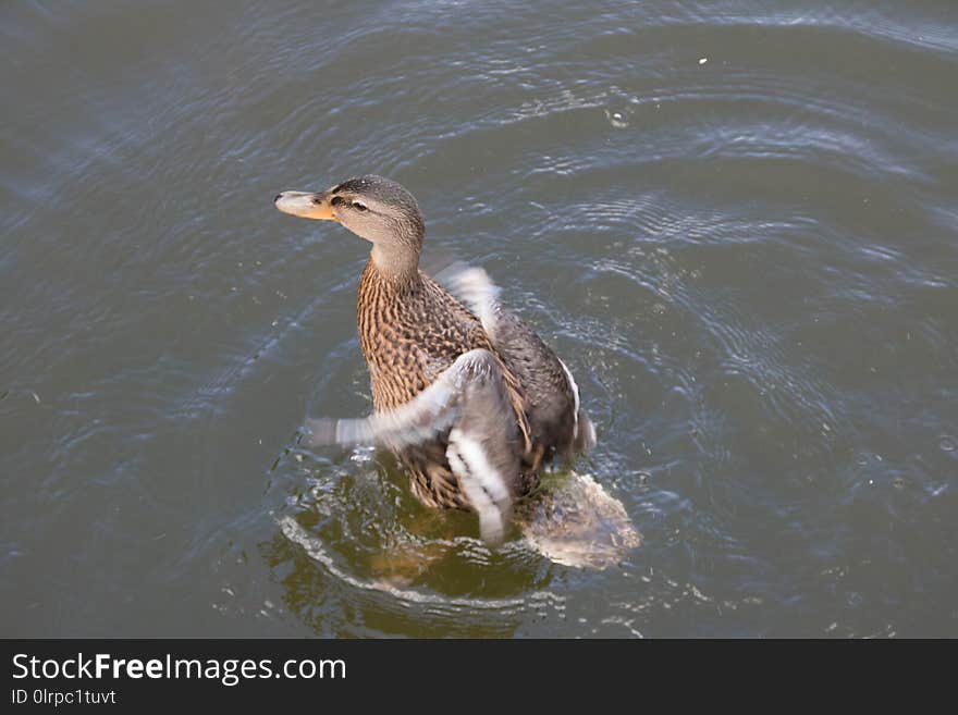 Duck, Bird, Water Bird, Fauna