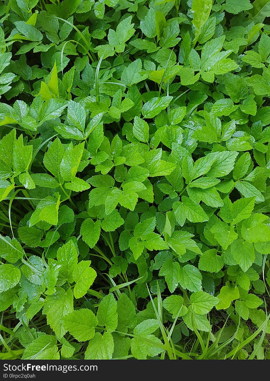 Plant, Herb, Leaf, Groundcover