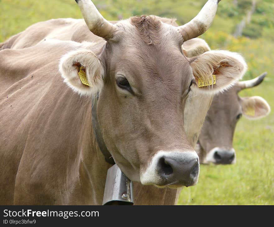 Cattle Like Mammal, Horn, Pasture, Grazing