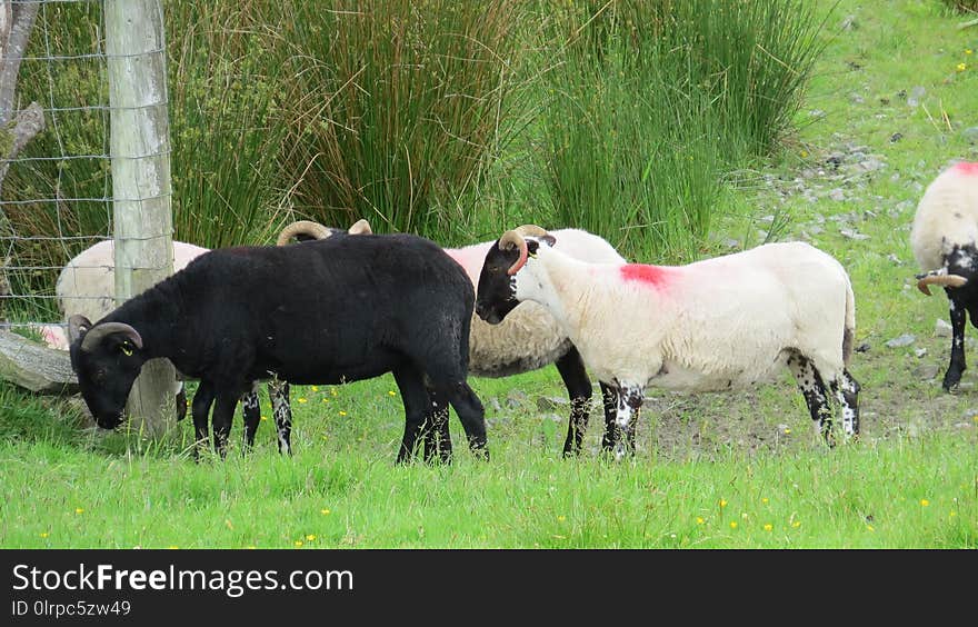 Pasture, Sheep, Grazing, Grass