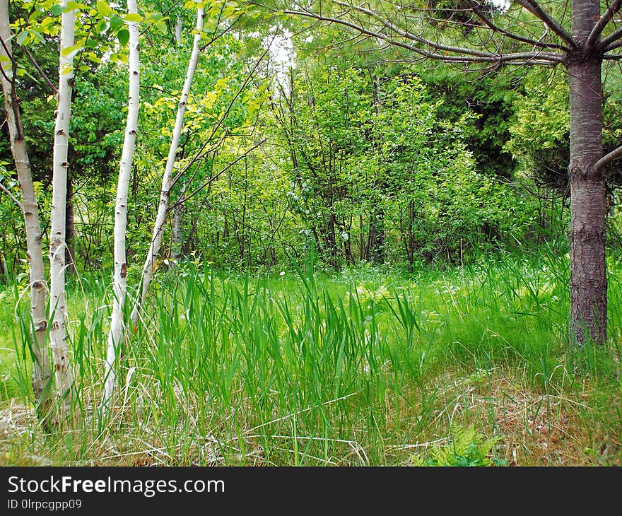 Ecosystem, Woodland, Vegetation, Nature Reserve