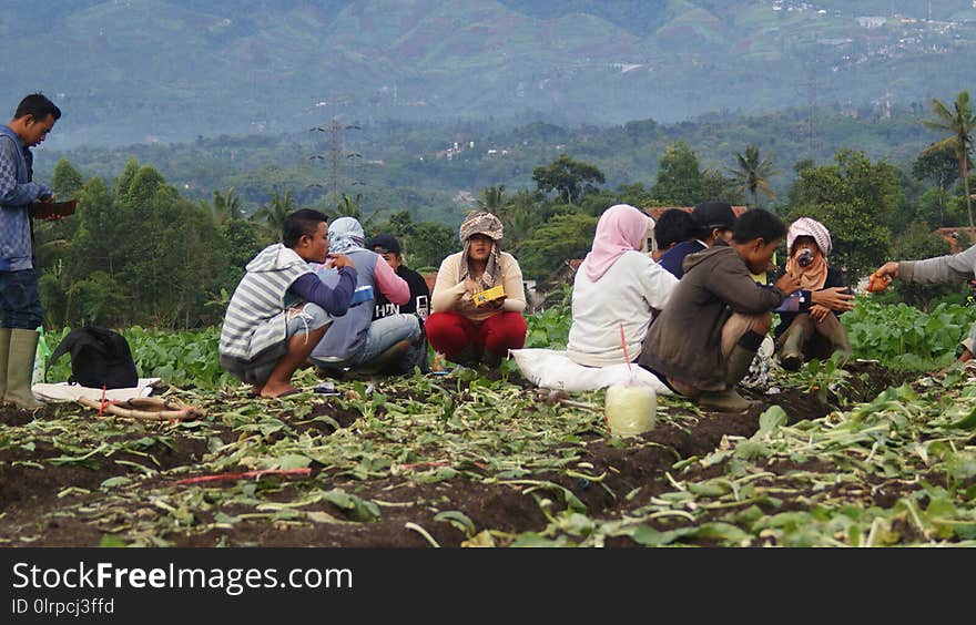 Plant, Agriculture, Rural Area, Hill Station