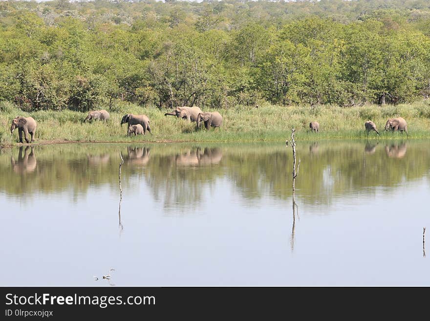 Nature Reserve, Wildlife, Herd, Fauna