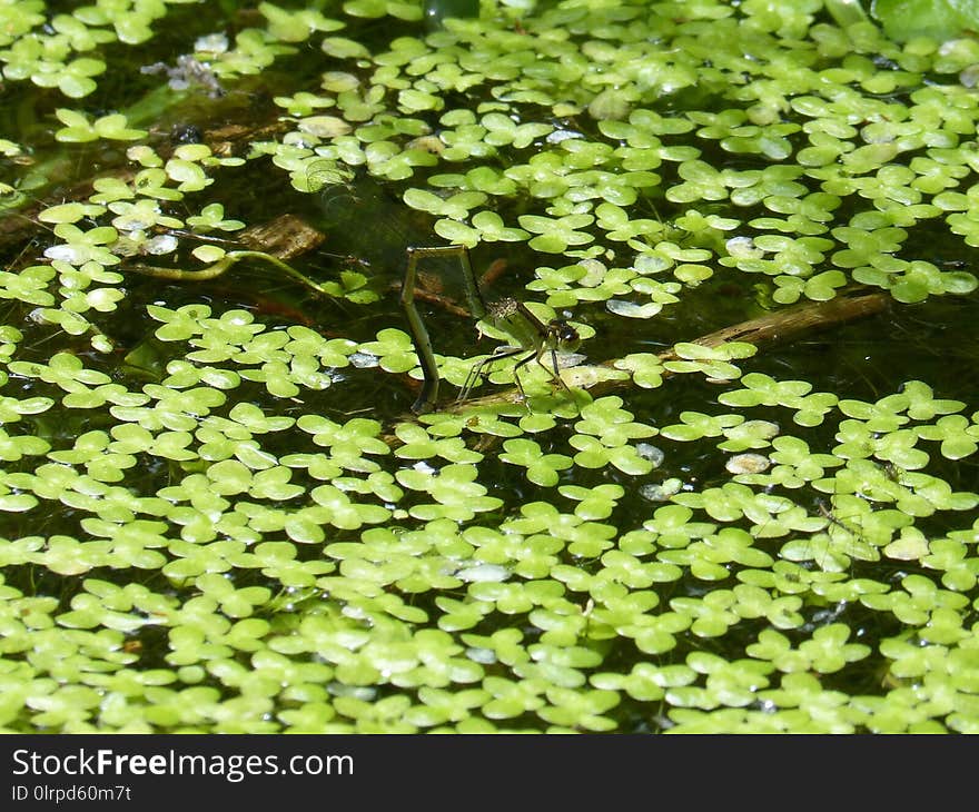 Plant, Vegetation, Aquatic Plant, Groundcover