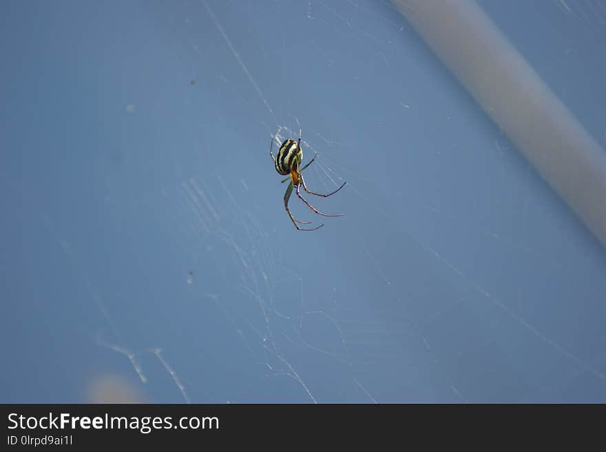 Spider, Invertebrate, Arachnid, Sky