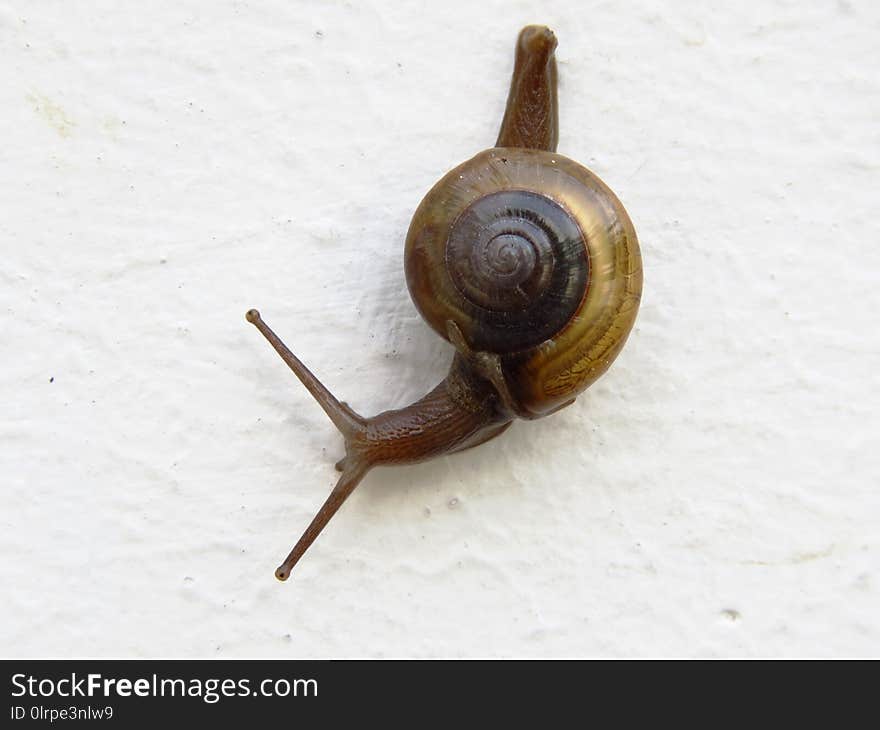 Snails And Slugs, Snail, Molluscs, Invertebrate