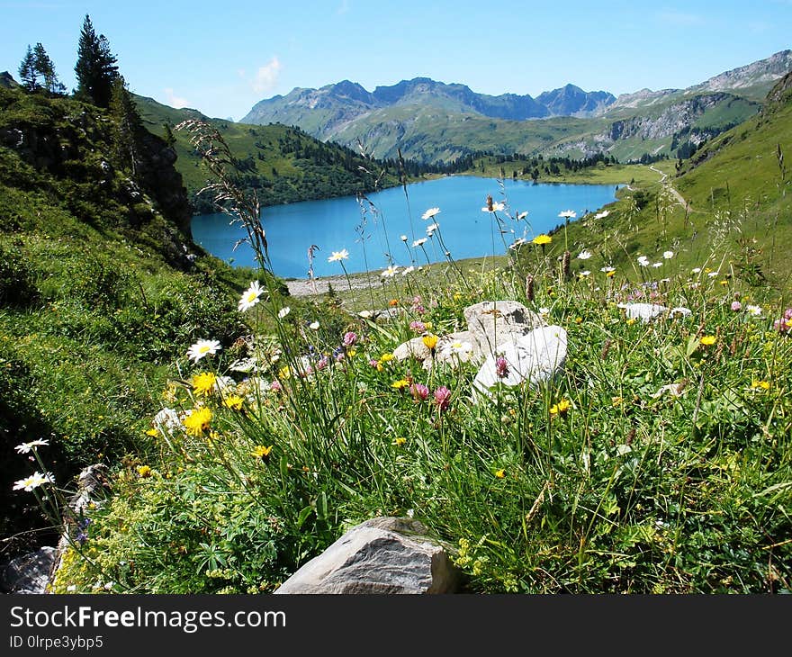 Wildflower, Wilderness, Vegetation, Nature Reserve