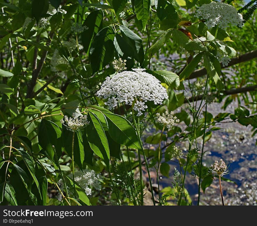 Plant, Flora, Nannyberry, Flower