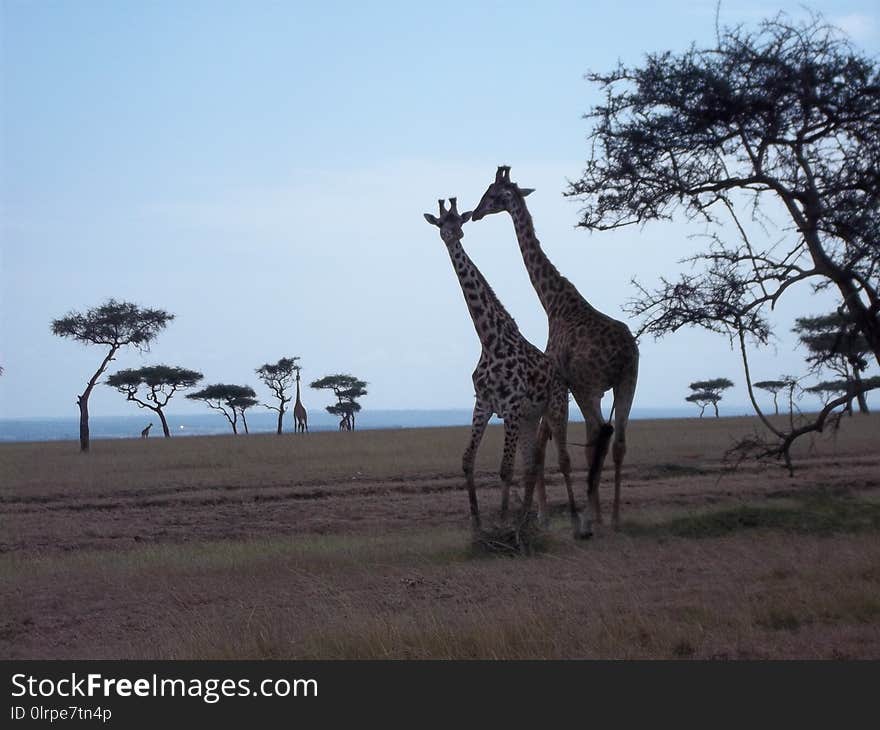 Giraffe, Wildlife, Giraffidae, Terrestrial Animal