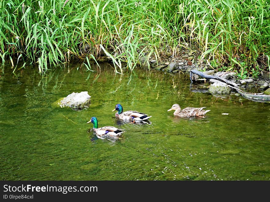 Bird, Water, Ecosystem, Nature Reserve