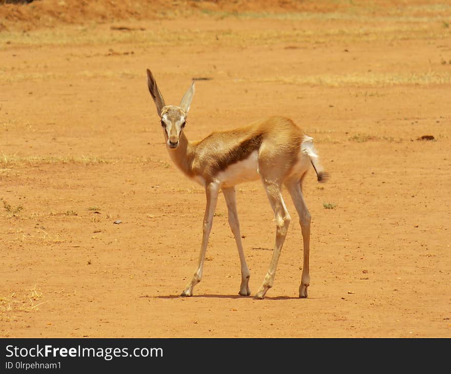 Wildlife, Springbok, Ecosystem, Terrestrial Animal