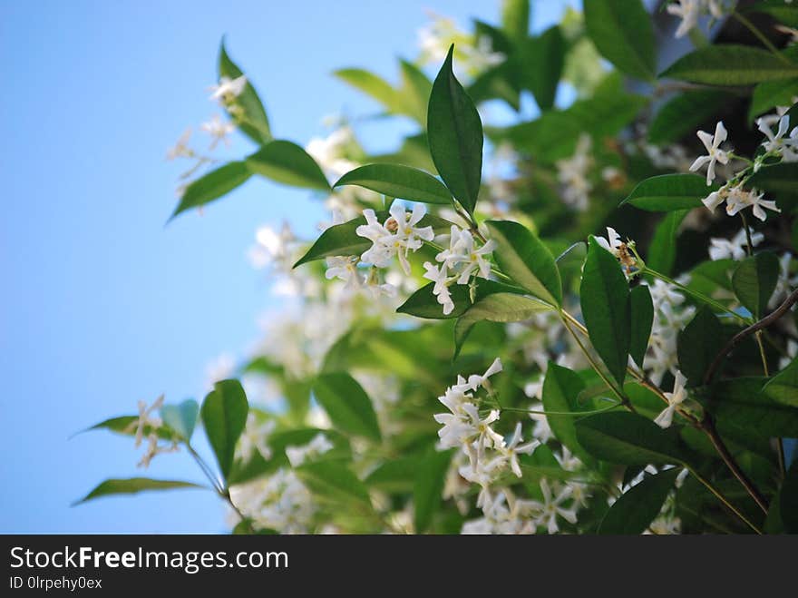 Plant, Flora, Flower, Jasmine