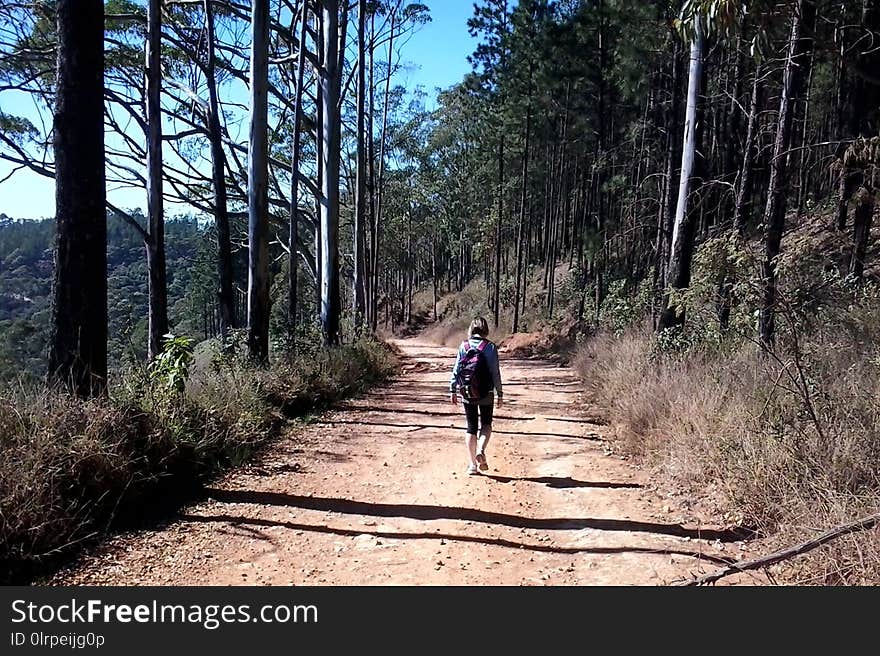 Path, Tree, Trail, Wilderness