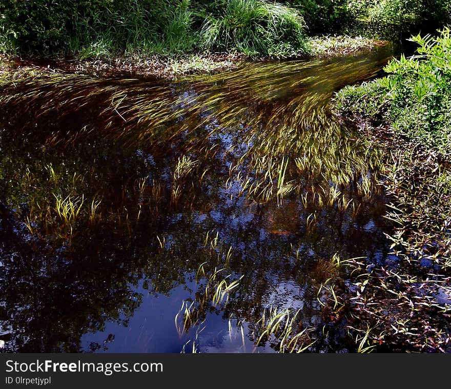 Water, Vegetation, Nature, Nature Reserve