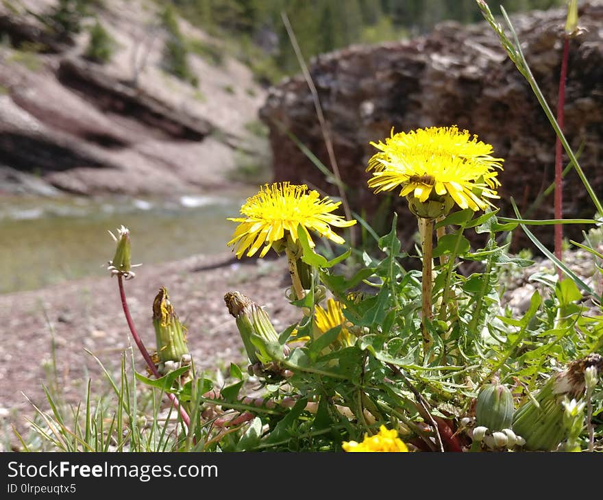 Flower, Plant, Flora, Dandelion